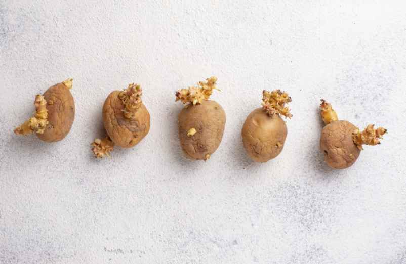 Comment consommer des pommes de terre germées ?
