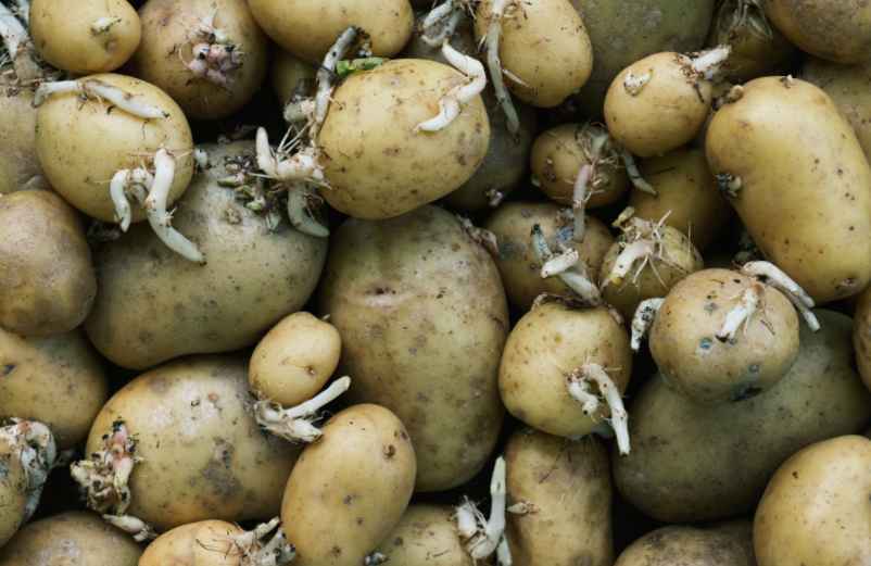 Les germes des pommes de terre sont-ils nocifs ?